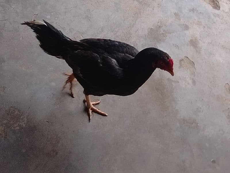 black male chicken 0