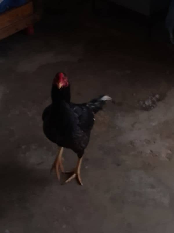 black male chicken 1