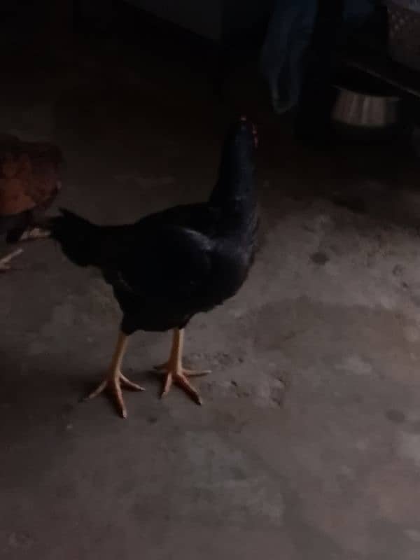 black male chicken 2