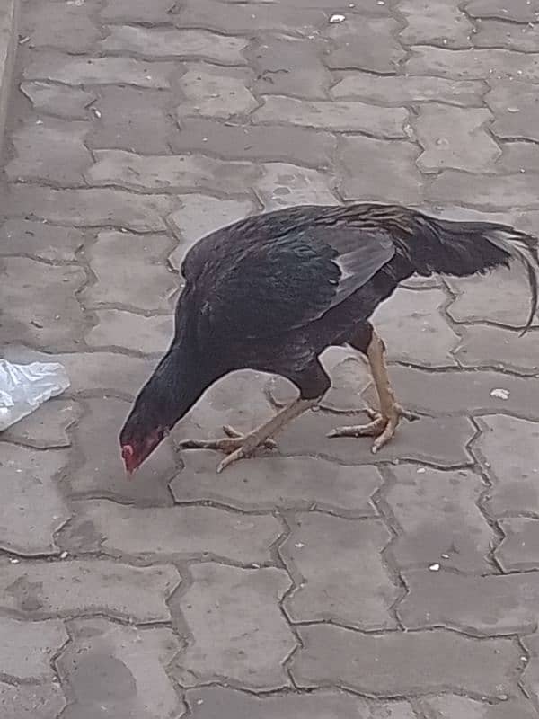 black male chicken 3