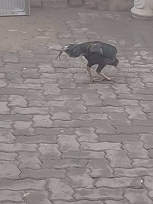 black male chicken 4