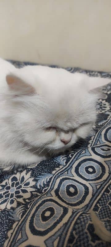 Persian triple coated tamed litter trained 4