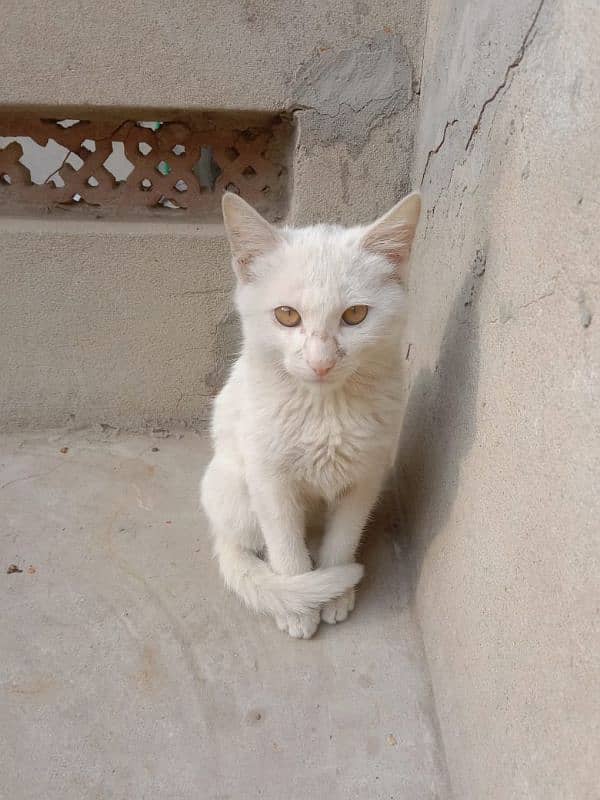 cute white kitten 0