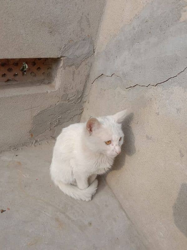 cute white kitten 1