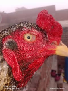 jawa aseel rooster healthy and active