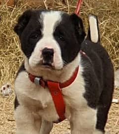 Alabai Dog pair | King Alabai Breed | Alabai Puppies | security dogg