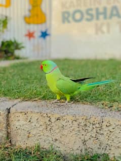 Green tamed Ringneck