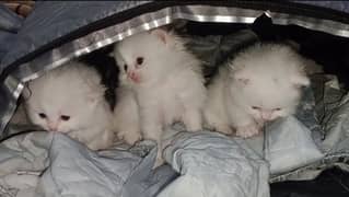 Persian Female Kittens For Sale. . 03234102419