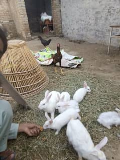 Angora Rabbit for sale for home and kids