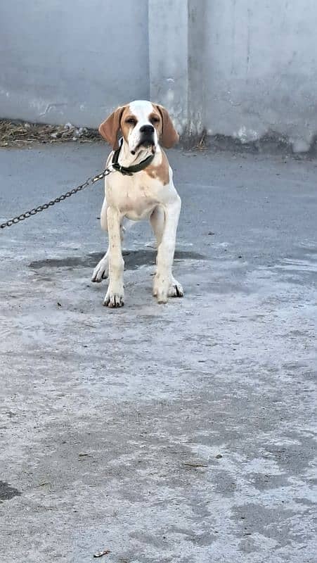 English pointer 1