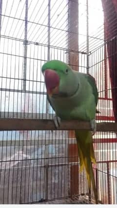 talking raw parrot for sale Allah ho taking or b boht bolta