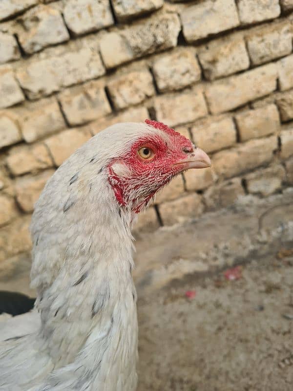 aseel hen white eyes white colour 0