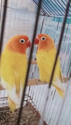 Love birds