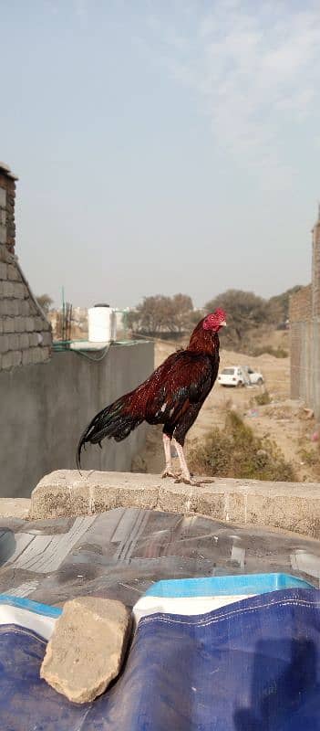 high quality mianwali aseel patha ,lakha murga 2