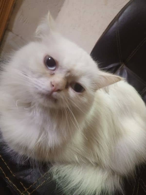 Persian cats black and white for sale 0