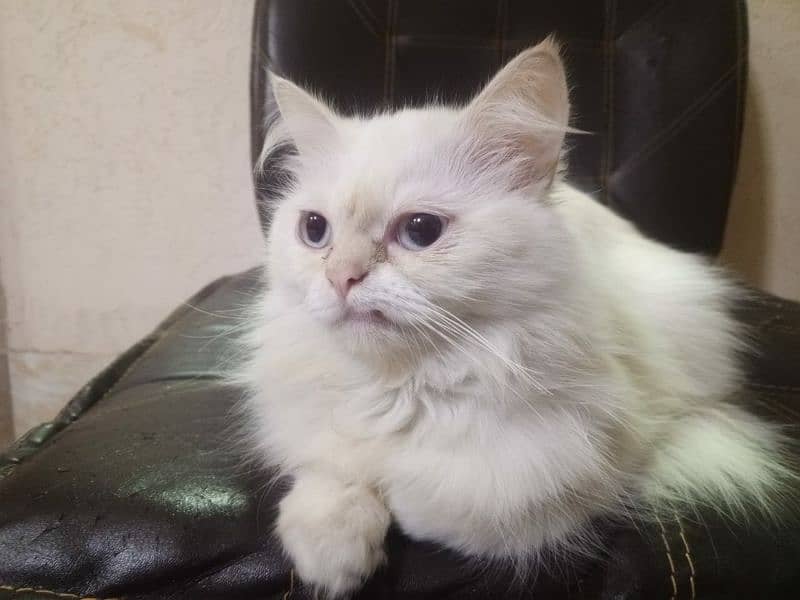 Persian cats black and white for sale 1