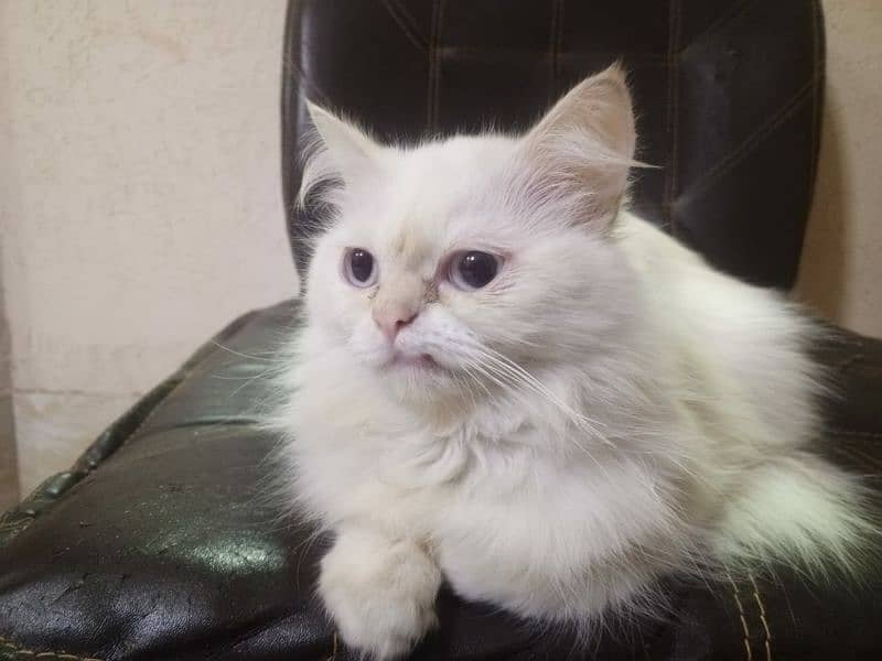 Persian cats black and white for sale 2