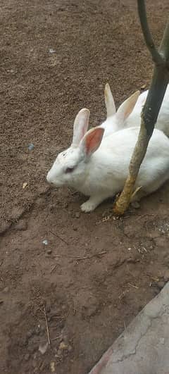 female white red eyes rabbits for sale