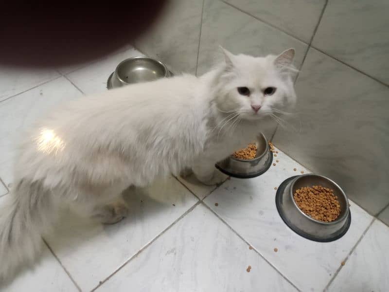 Pure Persian  Cat with Blue eyes. 2