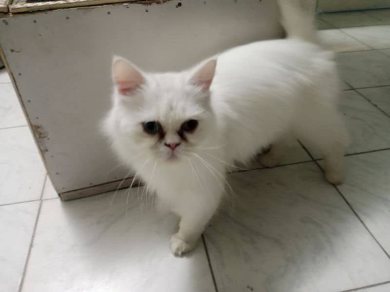 Pure Persian  Cat with Blue eyes. 3