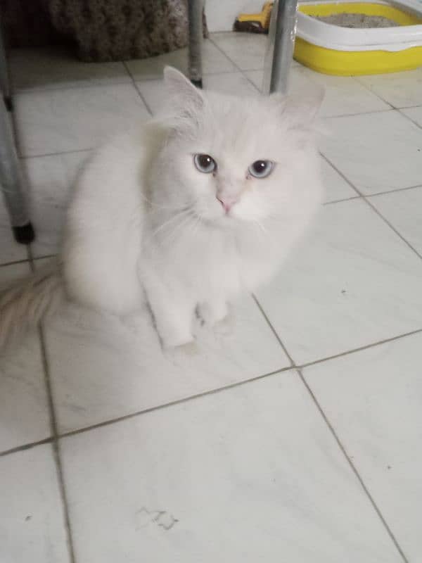 Pure Persian  Cat with Blue eyes. 4