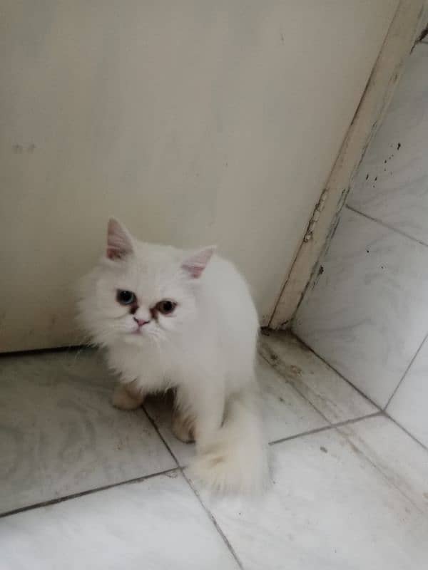 Pure Persian  Cat with Blue eyes. 7