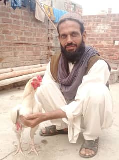 Heera Aseel Breeder