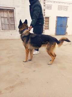 GERMAN SHEPHERD FEMALE BREEDER AND GOOD GAURD