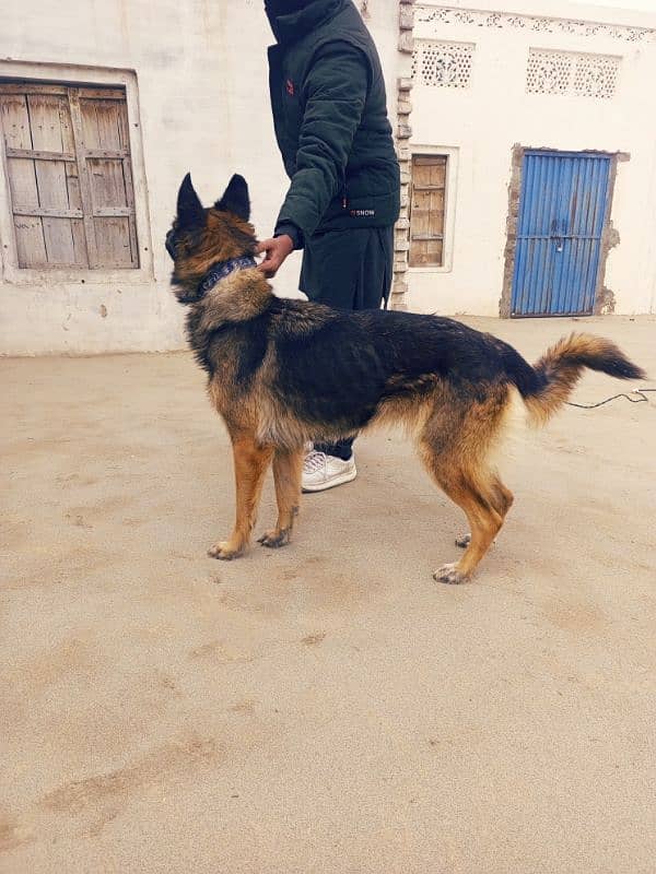 GERMAN SHEPHERD FEMALE BREEDER AND GOOD GAURD 0