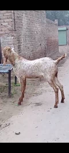 desi Bakra jora 4 dant ha dosra 2 dant fresh ha Abi higt 39 or 37