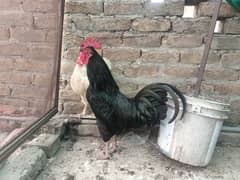 Australorp