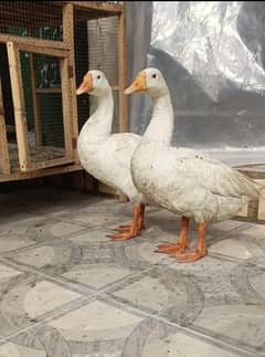 big white ducks pair