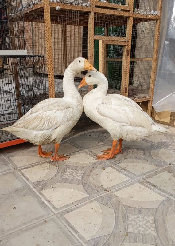 big white ducks pair 2