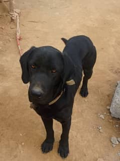 Black Labrador Male