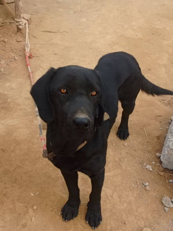 Black Labrador Male 1