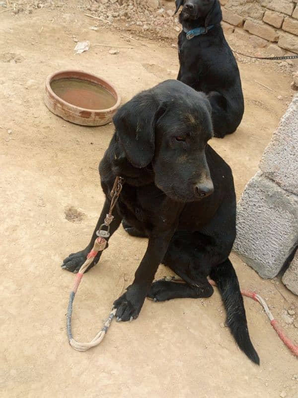 Black Labrador Male 2