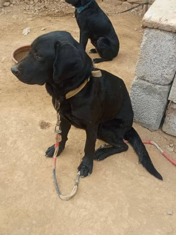 Black Labrador Male 3