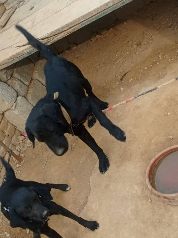 Black Labrador Male 4