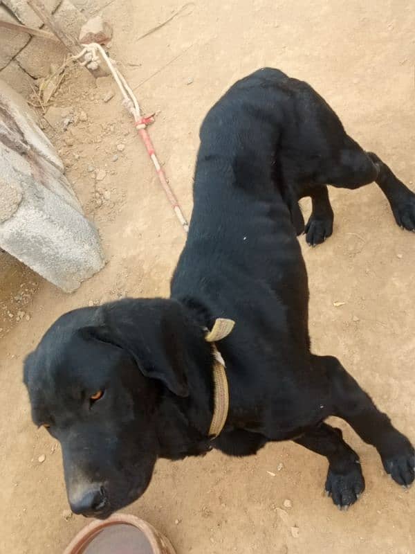 Black Labrador Male 5