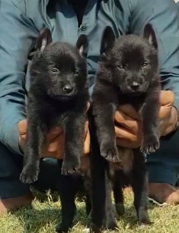 Balck German Shepherd Dabal coat piar for sale 0