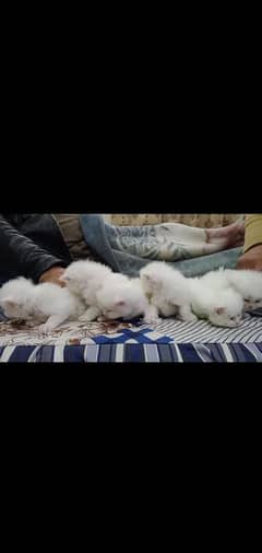 persian kitten for sale 03234102419