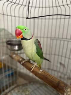 Raw Parrot Male