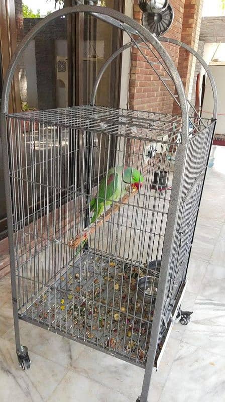 very beautiful birds for sale hand tame 0