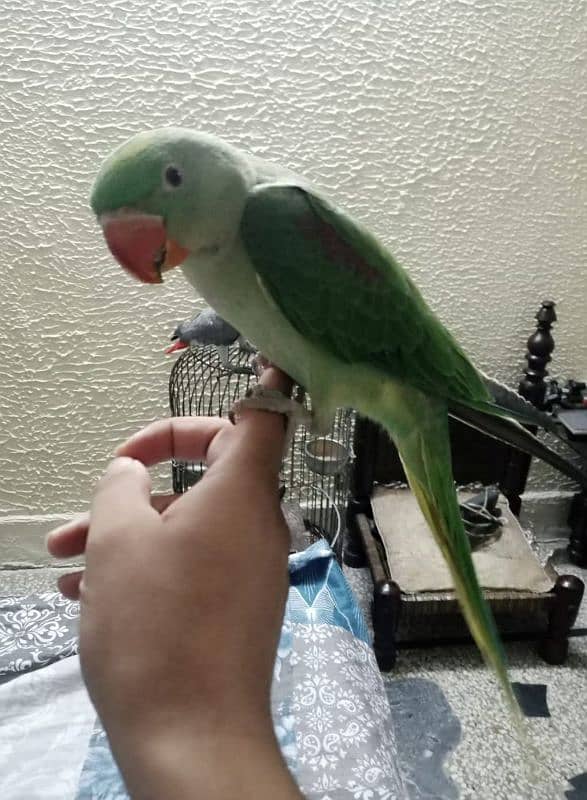 very beautiful birds for sale hand tame 2