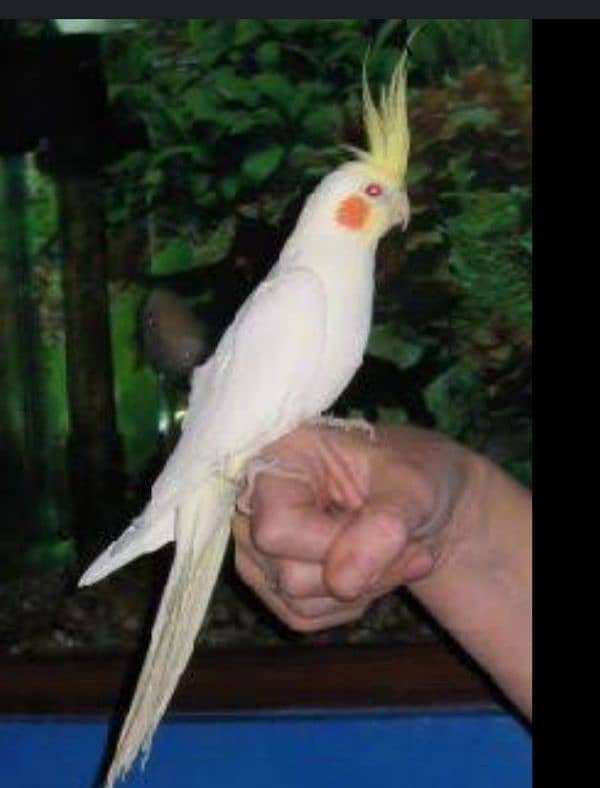 hand tame cockatiel pair for sale 0