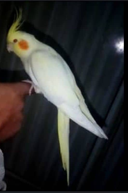 hand tame cockatiel pair for sale 1