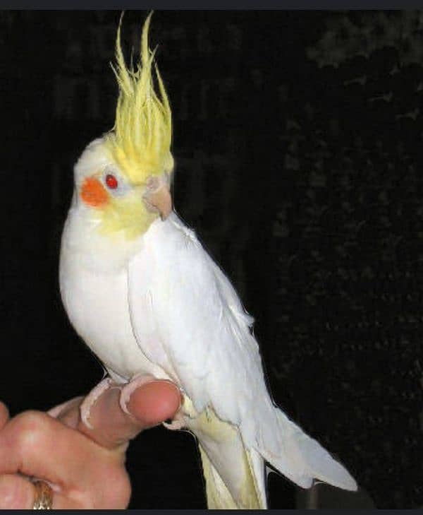 hand tame cockatiel pair for sale 2