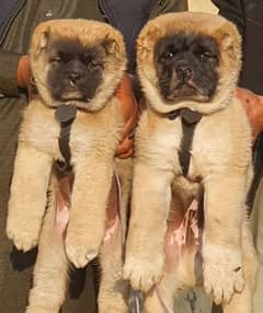 king Turkish kangal pair dabal hadi full havey bone stature for sale