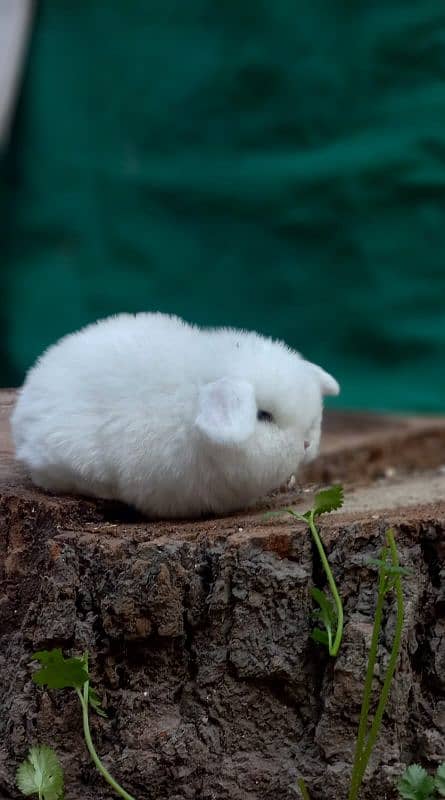 Holland lop bunnies/punch face 3