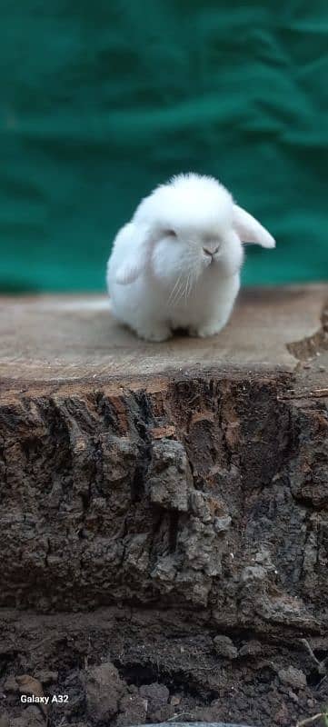 Holland lop bunnies/punch face 4